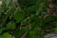 Tiliacora acuminata